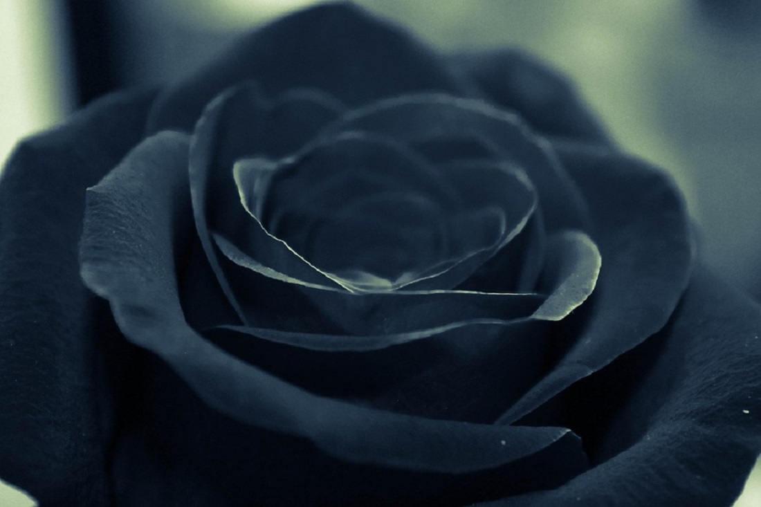 zwarte bloemen in een rouwboeket